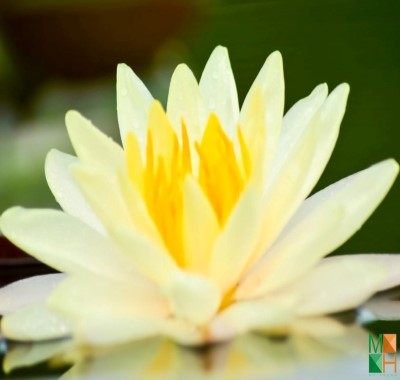 Tranh dán tường hoa súng FW - 295